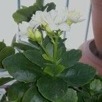 Kalanchoe blossfeldiana Tervik taim