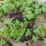 Nemophila aphylla Hoja