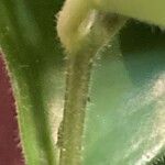 Aeschynanthus radicans Magamba