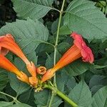 Campsis radicans Çiçek