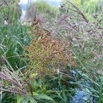 Filipendula rubra Fruit