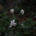 Crinum erubescens অভ্যাস