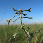 Atriplex pedunculata Fruto