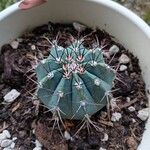 Melocactus azureus Φύλλο