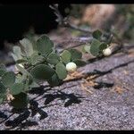 Symphoricarpos rotundifolius Hábitos