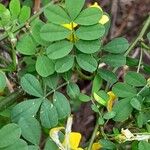 Hippocrepis emerus Folha