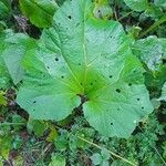 Petasites hybridusFuelha