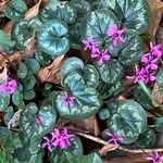 Cyclamen coum Облик