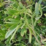 Crithmum maritimum 葉