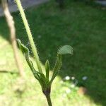 Silene gallica Leaf