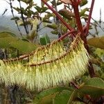 Cunonia macrophylla Λουλούδι