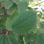 Philadelphus pubescens Blatt