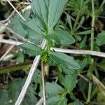 Barbarea vulgaris Leaf