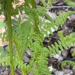 Athyrium filix-femina Leaf