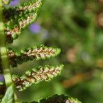 Athyrium filix-femina 果實