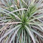 Eryngium horridum Leaf