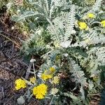 Achillea clypeolata Hábitos