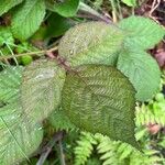 Rubus vestitus Blatt