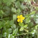 Geum macrophyllumBlomst