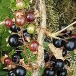 Ribes nigrum Плід