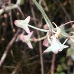 Rumex induratus পাতা