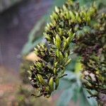 Buddleja japonica Fruit