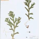 Selaginella parkeri Hoja