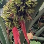 Aechmea aquilega Gyümölcs