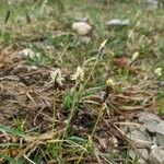 Carex montana ᱵᱟᱦᱟ