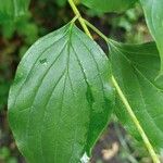 Cornus sanguinea Leaf