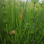 Equisetum palustreBlomst