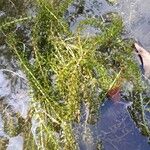 Elodea nuttallii Hoja