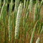 Phleum phleoides Arall