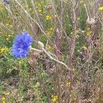 Centaurea sulphurea