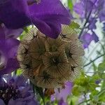 Scabiosa stellata Квітка