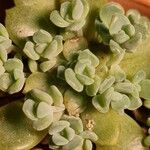 Sedum dasyphyllumBlatt