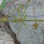 Galium obliquum Leaf