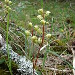 Pyrola media Habitus