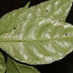 Eumachia domatiicola Leaf