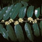 Casearia arborea Flor