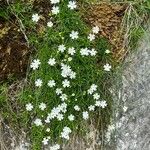 Androsace lactea 花