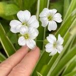 Gypsophila elegans Flower