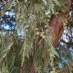 Cupressus funebris Fruto