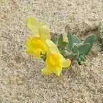 Linaria thymifolia Flor