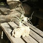 Tillandsia pseudobaileyi Leaf