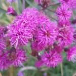 Vernonia noveboracensis Flower