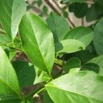 Brunfelsia uniflora Leaf