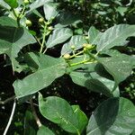 Machilus thunbergii Leaf