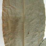Duguetia paraensis Otro