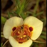 Calochortus superbus Цветок